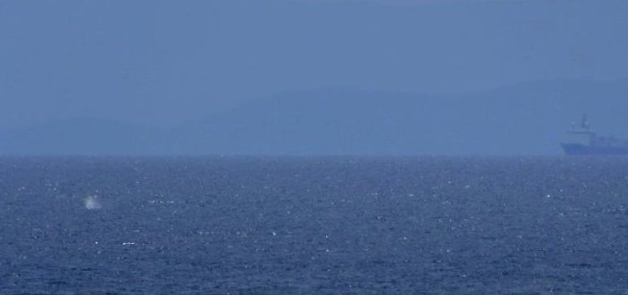 Εψαχναν υδρογονάνθρακες, βρήκαν δελφίνια και φάλαινες στην Καβάλα [εικόνες] | iefimerida.gr 0