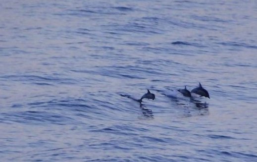 Εψαχναν υδρογονάνθρακες, βρήκαν δελφίνια και φάλαινες στην Καβάλα [εικόνες] | iefimerida.gr 1