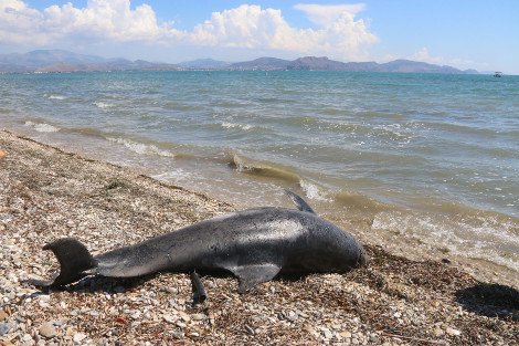 Νεκρό δελφίνι ξεβράστηκε σε παραλία του Αργους [εικόνες&βίντεο] | iefimerida.gr 1