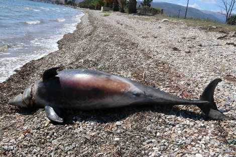 Νεκρό δελφίνι ξεβράστηκε σε παραλία του Αργους [εικόνες&βίντεο] | iefimerida.gr 2
