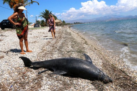 Νεκρό δελφίνι ξεβράστηκε σε παραλία του Αργους [εικόνες&βίντεο] | iefimerida.gr 3