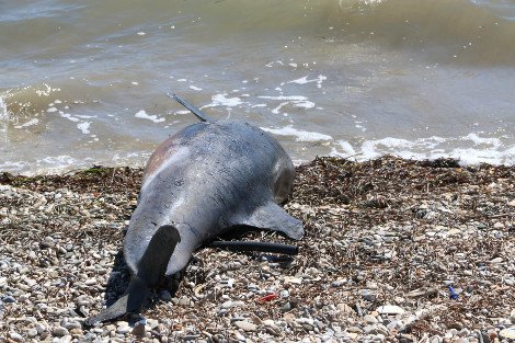 Νεκρό δελφίνι ξεβράστηκε σε παραλία του Αργους [εικόνες&βίντεο] | iefimerida.gr 0