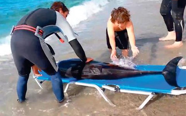 «Ανέστησαν» δελφίνι στο Ρέθυμνο -Η συγκινητική προσπάθεια εθελοντών [εικόνες&βίντεο] | iefimerida.gr 0
