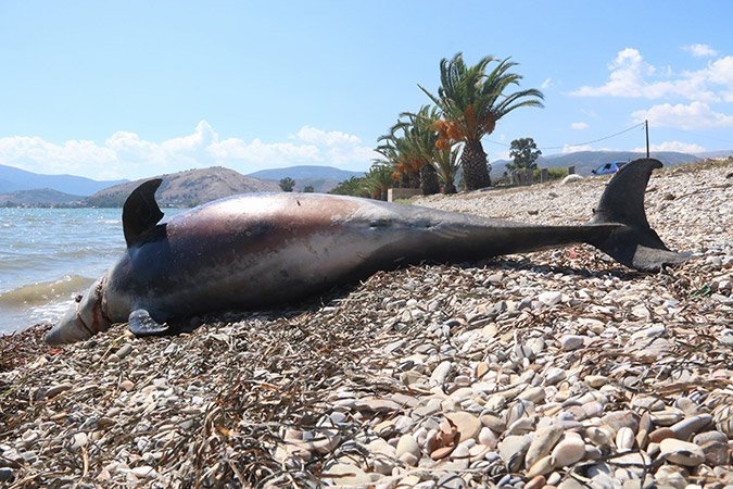 Νεκρό δελφίνι ξεβράστηκε σε παραλία του Αργους [εικόνες & βίντεο] | iefimerida.gr 0