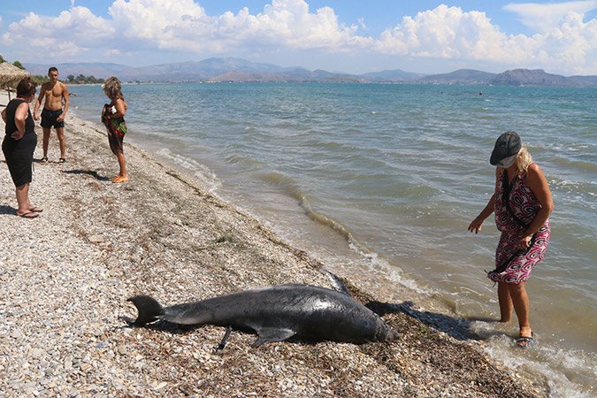 Νεκρό δελφίνι ξεβράστηκε σε παραλία του Αργους [εικόνες & βίντεο] | iefimerida.gr 3
