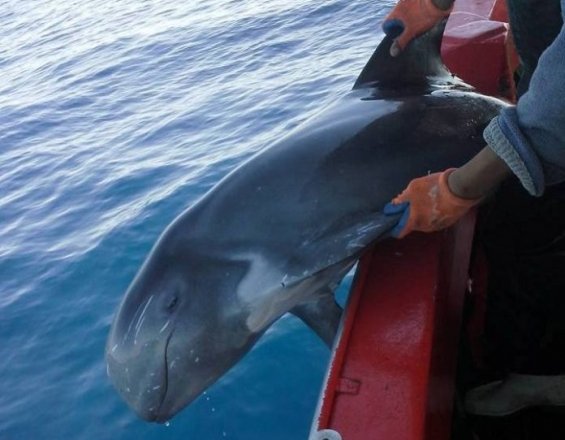 Ενα τεράστιο «φαλαινοδέλφινο» μπλέχτηκε στα δίχτυα ψαράδων της Κρήτης [εικόνες] | iefimerida.gr 0