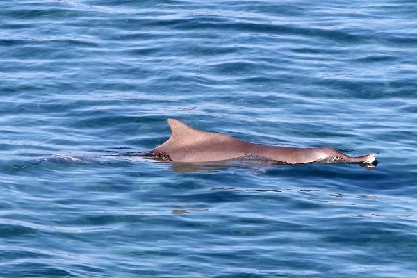 Κρήτη: Μια όμορφη επίσκεψη -Δελφίνι σε απόσταση αναπνοής από το λιμάνι [εικόνες] | iefimerida.gr 0