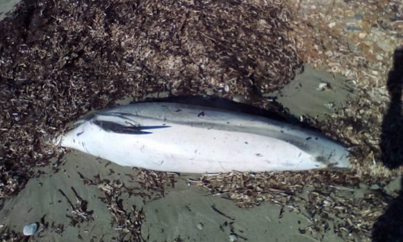 Βρέθηκε νεκρό δελφίνι στο Λαγονήσι -Το δεύτερο μέσα σε λίγες μέρες [εικόνες] | iefimerida.gr 1