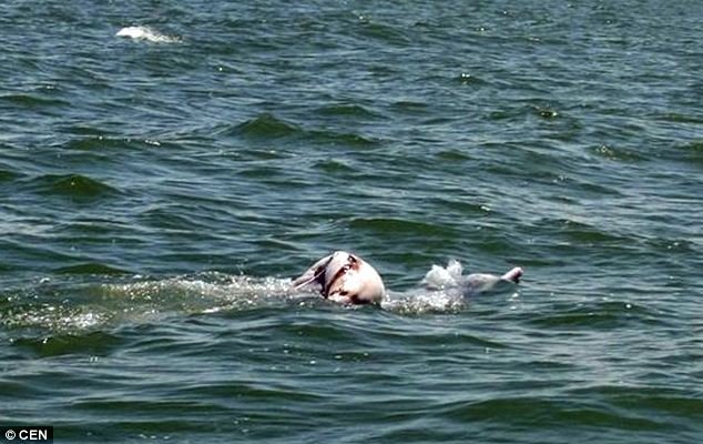 Δελφίνι κουβαλά και κηδεύει το νεκρό μωρό του [εικόνες] | iefimerida.gr 1