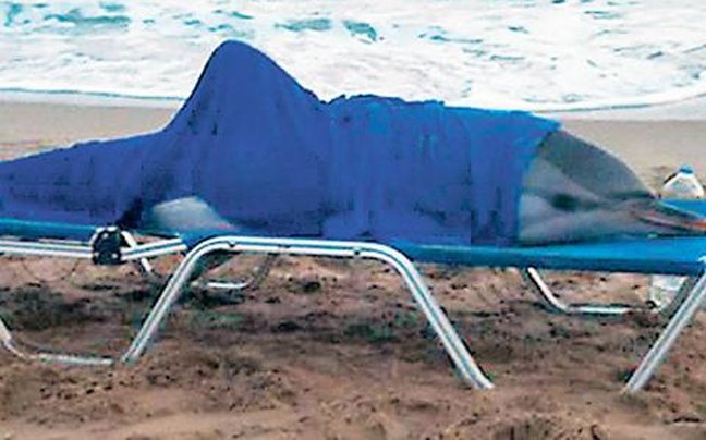 «Ανέστησαν» δελφίνι στο Ρέθυμνο -Η συγκινητική προσπάθεια εθελοντών [εικόνες&βίντεο] | iefimerida.gr 1
