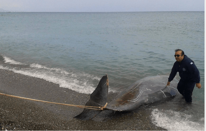 Με αίμα βάφτηκε η θάλασσα στην Κρήτη – Αγώνας για να σώσουν τραυματισμένα δελφίνια [εικόνες] | iefimerida.gr 2