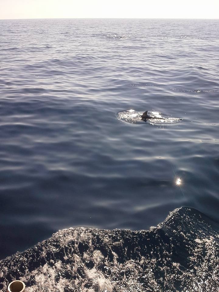 Ενα τεράστιο «φαλαινοδέλφινο» μπλέχτηκε στα δίχτυα ψαράδων της Κρήτης [εικόνες] | iefimerida.gr 1