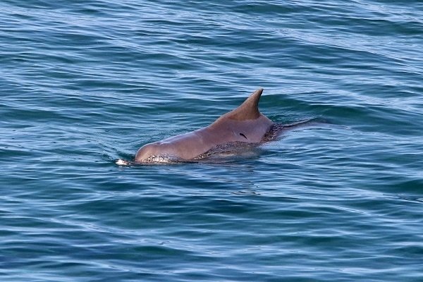 Κρήτη: Μια όμορφη επίσκεψη -Δελφίνι σε απόσταση αναπνοής από το λιμάνι [εικόνες] | iefimerida.gr 2