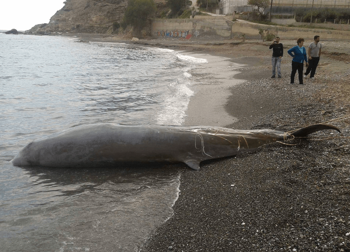 Με αίμα βάφτηκε η θάλασσα στην Κρήτη – Αγώνας για να σώσουν τραυματισμένα δελφίνια [εικόνες] | iefimerida.gr 0