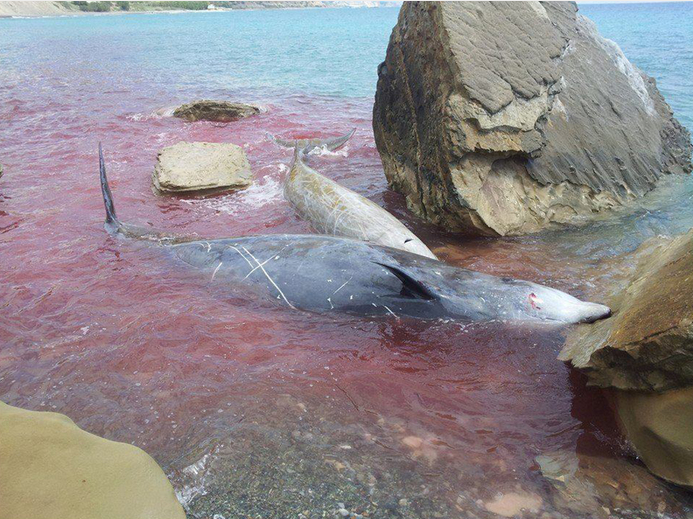 Με αίμα βάφτηκε η θάλασσα στην Κρήτη – Αγώνας για να σώσουν τραυματισμένα δελφίνια [εικόνες] | iefimerida.gr 1