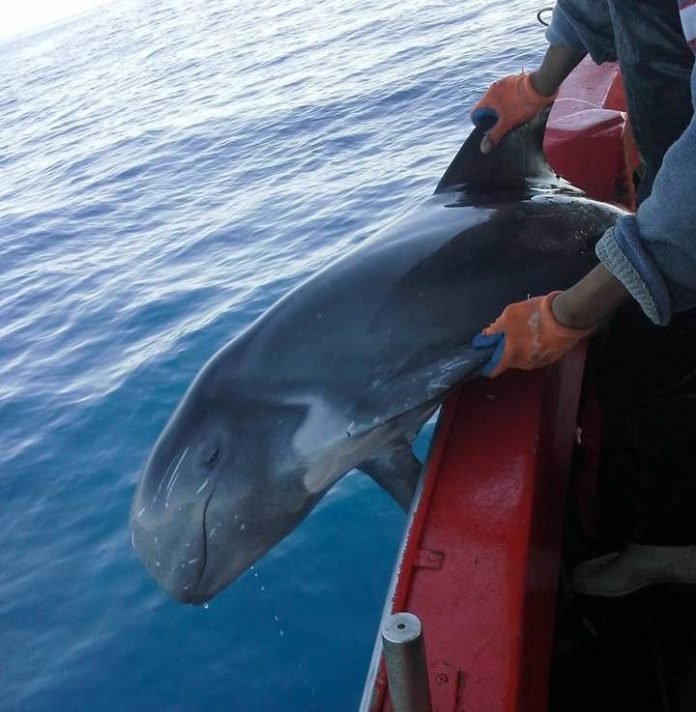 Ενα τεράστιο «φαλαινοδέλφινο» μπλέχτηκε στα δίχτυα ψαράδων της Κρήτης [εικόνες] | iefimerida.gr 2