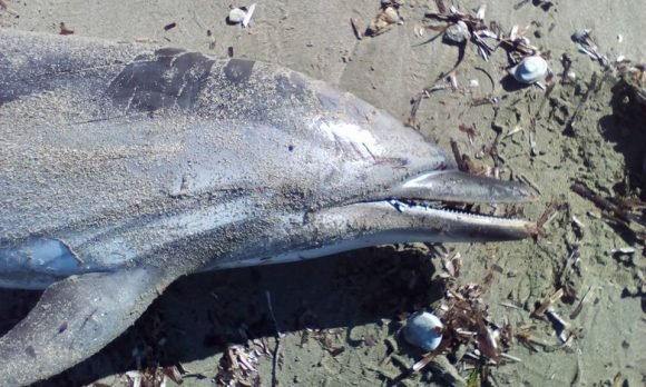 Βρέθηκε νεκρό δελφίνι στο Λαγονήσι -Το δεύτερο μέσα σε λίγες μέρες [εικόνες] | iefimerida.gr 0