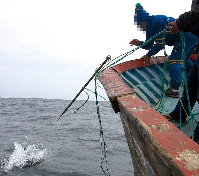 Σοκαριστικές εικόνες από σφαγές δελφινιών-Περουβιανοί ψαράδες χρησιμοποιούν τα θηλαστικά για δόλωμα [εικόνες] | iefimerida.gr 1