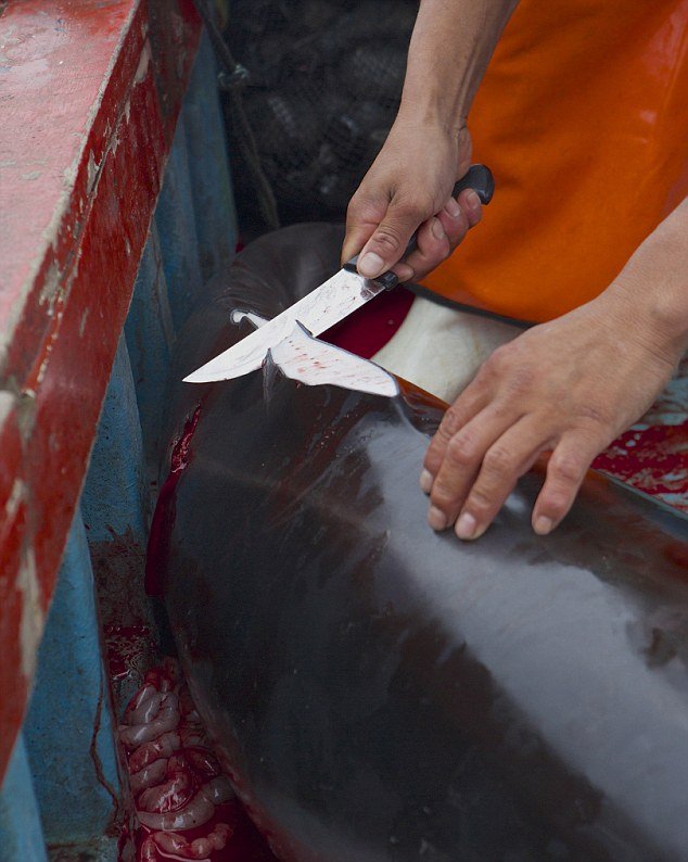 Σοκαριστικές εικόνες από σφαγές δελφινιών-Περουβιανοί ψαράδες χρησιμοποιούν τα θηλαστικά για δόλωμα [εικόνες] | iefimerida.gr 4