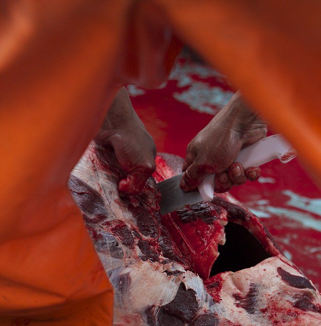 Σοκαριστικές εικόνες από σφαγές δελφινιών-Περουβιανοί ψαράδες χρησιμοποιούν τα θηλαστικά για δόλωμα [εικόνες] | iefimerida.gr 5