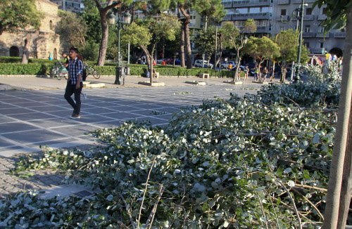 Απίστευτο: Επεσε δένδρο στην Αριστοτέλους, λόγω αέρα [εικόνες & βίντεο] | iefimerida.gr 1