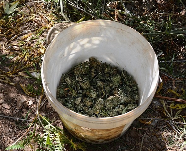 Μεσσηνία: Εντοπίστηκε νεα φυτεία με 93 δενδρύλλια κάνναβης [εικόνες] | iefimerida.gr 2