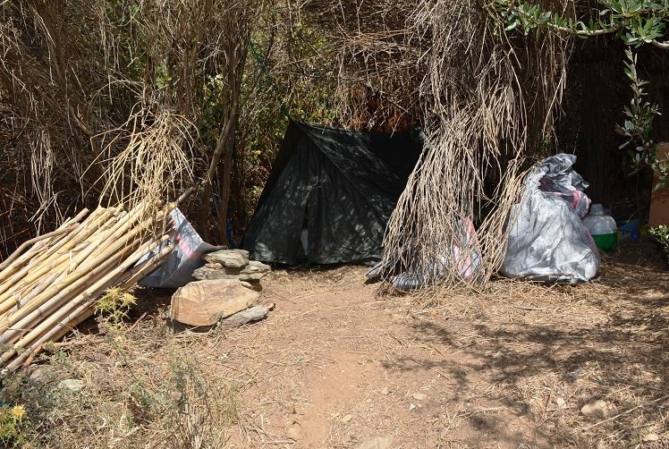 Μεσσηνία: Εντοπίστηκε νεα φυτεία με 93 δενδρύλλια κάνναβης [εικόνες] | iefimerida.gr 1