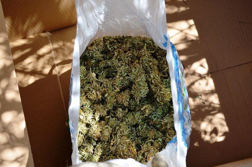 Μεσσηνία: Εντοπίστηκε νεα φυτεία με 93 δενδρύλλια κάνναβης [εικόνες] | iefimerida.gr 3