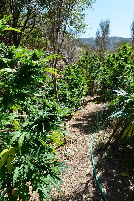 Μεσσηνία: Εντοπίστηκε νεα φυτεία με 93 δενδρύλλια κάνναβης [εικόνες] | iefimerida.gr 0