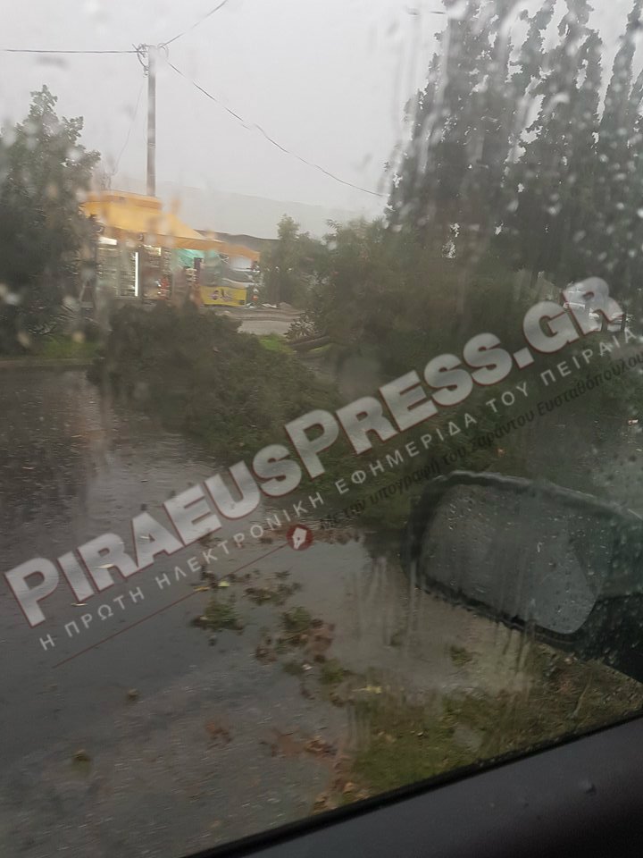 Ξεριζώθηκε μεγάλο δέντρο από την κακοκαιρία στον Πειραιά [εικόνες] | iefimerida.gr 1