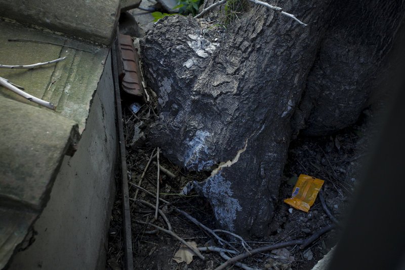 Οι ισχυροί άνεμοι ξερίζωσαν τεράστιο δέντρο στην Πλάκα [εικόνες] | iefimerida.gr 0