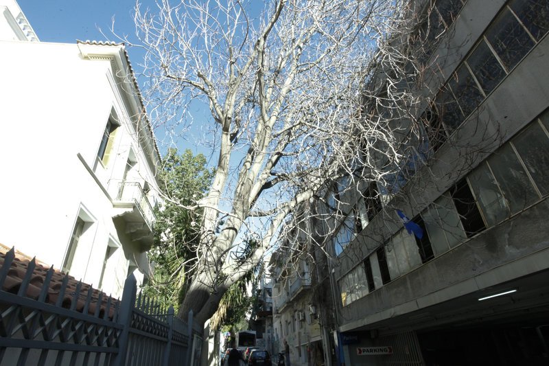 Οι ισχυροί άνεμοι ξερίζωσαν τεράστιο δέντρο στην Πλάκα [εικόνες] | iefimerida.gr 6