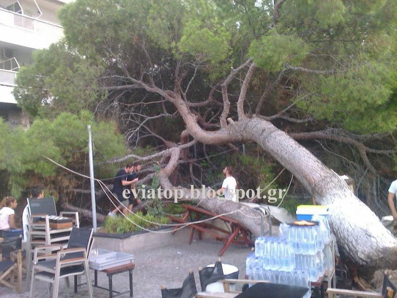 Εύβοια: Επεσε δέντρο στα τραπέζια καφετέριας -Από τύχη δεν υπήρξαν θύματα [εικόνες] | iefimerida.gr 0