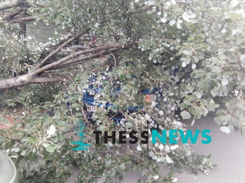 Θεσσαλονίκη: Δέντρο έπεσε και καταπλάκωσε σταθμευμένο αυτοκίνητο [εικόνες] | iefimerida.gr 1
