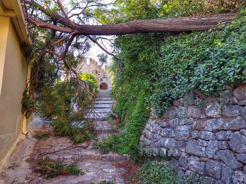 Ναύπλιο: Δέντρο έπεσε πάνω σε σπίτι [εικόνες] | iefimerida.gr 0