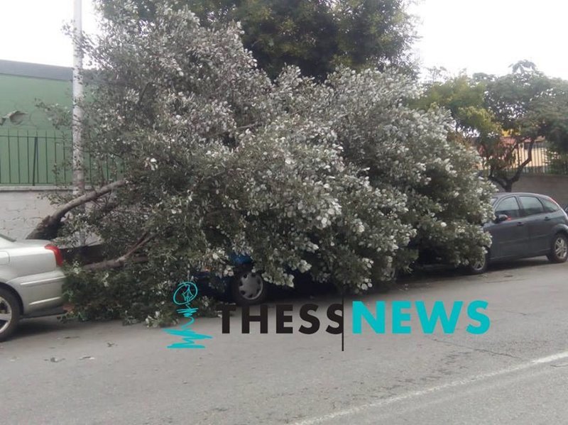 Θεσσαλονίκη: Δέντρο έπεσε και καταπλάκωσε σταθμευμένο αυτοκίνητο [εικόνες] | iefimerida.gr 2