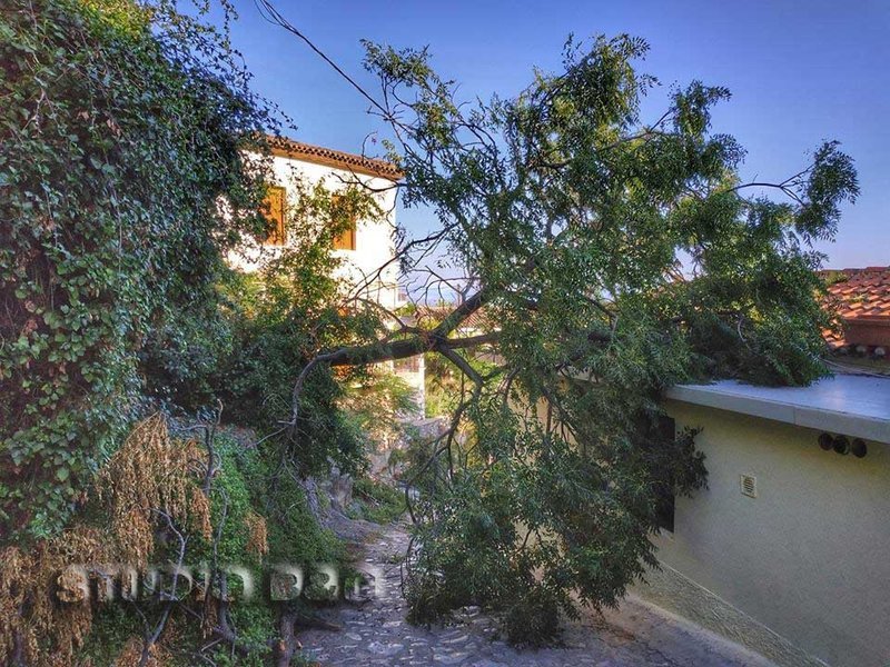 Ναύπλιο: Δέντρο έπεσε πάνω σε σπίτι [εικόνες] | iefimerida.gr 1