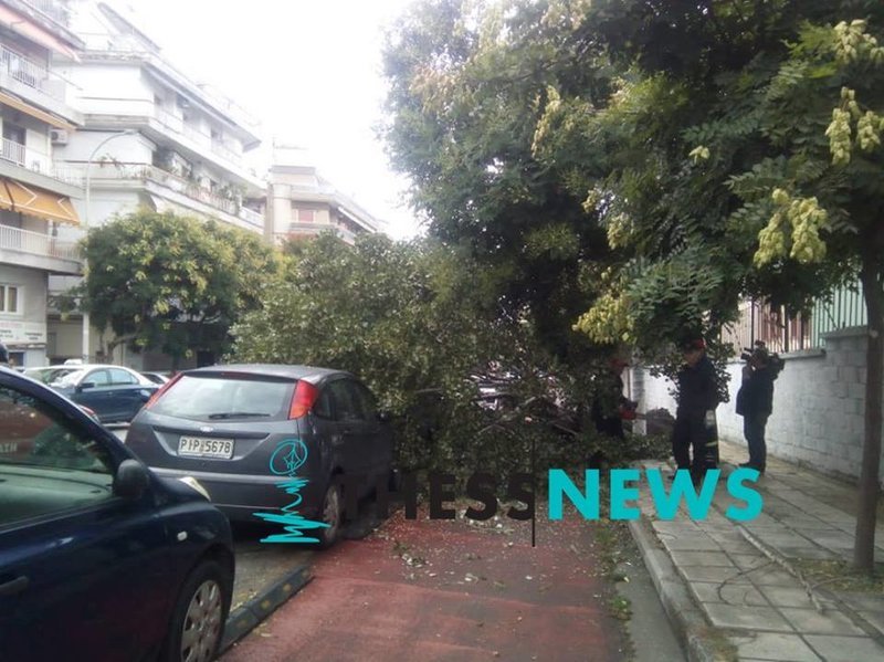 Θεσσαλονίκη: Δέντρο έπεσε και καταπλάκωσε σταθμευμένο αυτοκίνητο [εικόνες] | iefimerida.gr 3