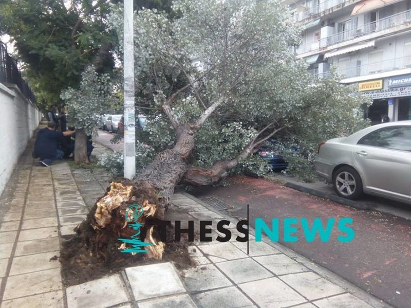 Θεσσαλονίκη: Δέντρο έπεσε και καταπλάκωσε σταθμευμένο αυτοκίνητο [εικόνες] | iefimerida.gr 4