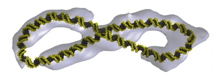 Χειροπέδες, ρακέτες ή βελόνες ραψίματος -Ετσι είναι στην πραγματικότητα το μόριο του DNA [εικόνες]  | iefimerida.gr 1