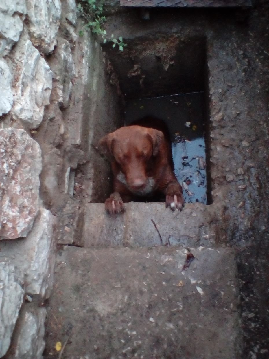 Καρέ καρέ η διάσωση σκύλου που παγιδεύτηκε για ώρες σε φρεάτιο στη Λαμία [εικόνες] | iefimerida.gr 1