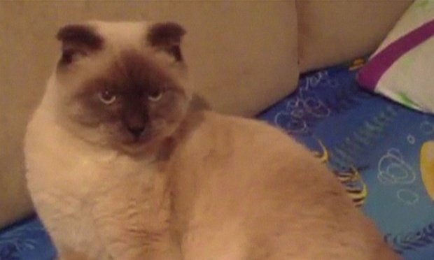 Οι πιο παράξενοι υποψήφιοι δήμαρχοι στον κόσμο -Γάτες, σκύλοι, κούκλες και ο Νταρθ Βέιντερ [εικόνες] | iefimerida.gr 0