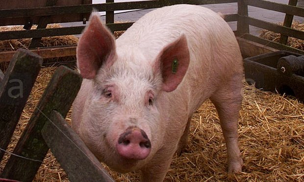 Οι πιο παράξενοι υποψήφιοι δήμαρχοι στον κόσμο -Γάτες, σκύλοι, κούκλες και ο Νταρθ Βέιντερ [εικόνες] | iefimerida.gr 2