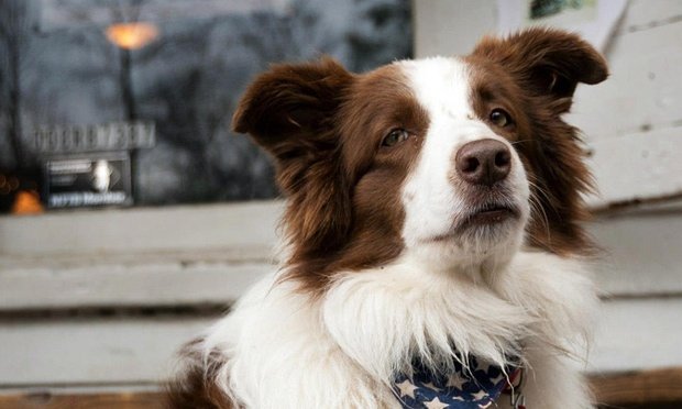 Οι πιο παράξενοι υποψήφιοι δήμαρχοι στον κόσμο -Γάτες, σκύλοι, κούκλες και ο Νταρθ Βέιντερ [εικόνες] | iefimerida.gr 6