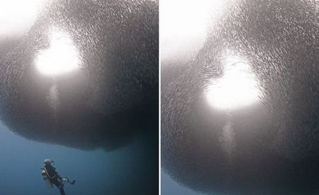 Ο θεός του έρωτα «χτύπησε» και τις σαρδέλες -Κοπάδι σχημάτισε μία καρδιά δύο ημέρες μετά τον Αγιο Βαλεντίνο [εικόνες] | iefimerida.gr 0