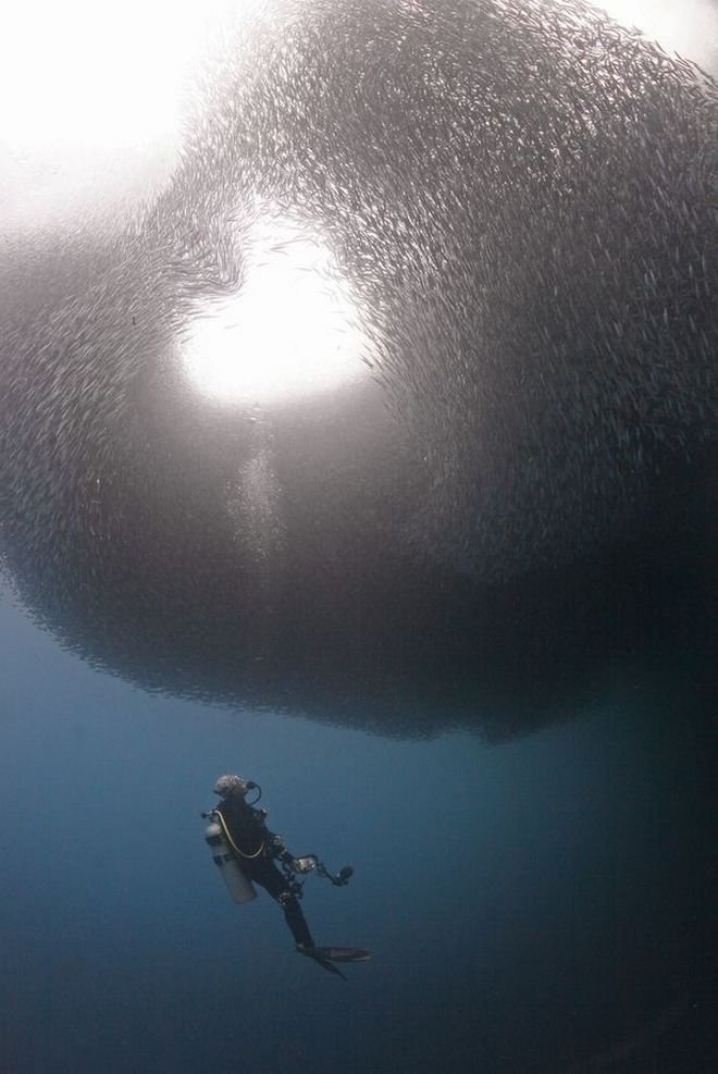 Ο θεός του έρωτα «χτύπησε» και τις σαρδέλες -Κοπάδι σχημάτισε μία καρδιά δύο ημέρες μετά τον Αγιο Βαλεντίνο [εικόνες] | iefimerida.gr 1