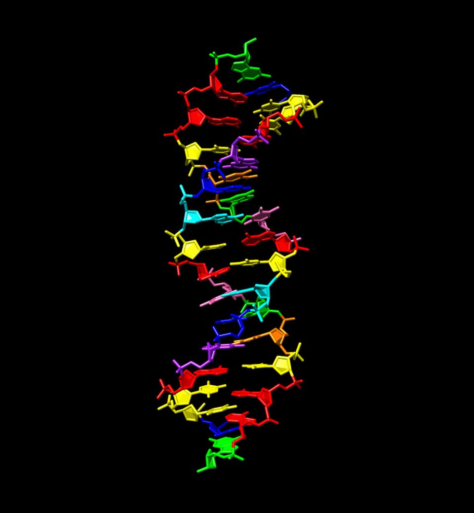 Hachimoji DNA με οκτώ γράμματα - Πηγή Millie Georgiadis-Indiana University School of Medicine