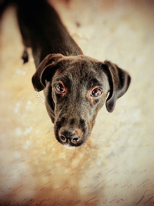 Dogs' Voice: Για πόλεις χωρίς αδέσποτα | iefimerida.gr 0
