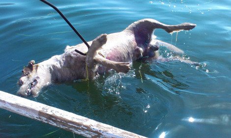 Κτηνωδία στη Φθιώτιδα: Αγνωστος έδεσε τα πόδια σκύλου, του κρέμασε πέτρα στο λαιμό και τον πέταξε στη θάλασσα [εικόνες] | iefimerida.gr 1