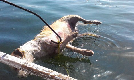 Κτηνωδία στη Φθιώτιδα: Αγνωστος έδεσε τα πόδια σκύλου, του κρέμασε πέτρα στο λαιμό και τον πέταξε στη θάλασσα [εικόνες] | iefimerida.gr 2